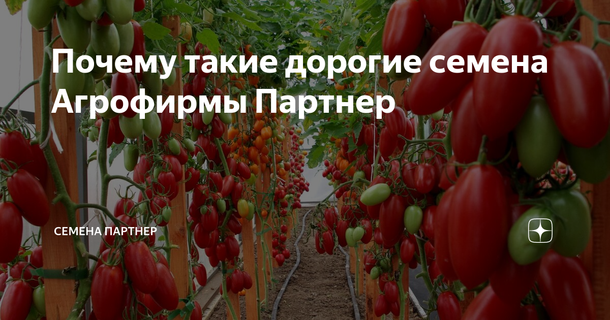 Почему такие дорогие семена Агрофирмы Партнер | Семена Партнер | Дзен
