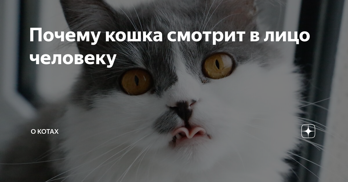 почему кошка смотрит в зеркало