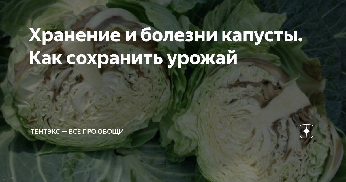 Капуста брокколи: выращивание и уход в открытом грунте, фото, отзывы