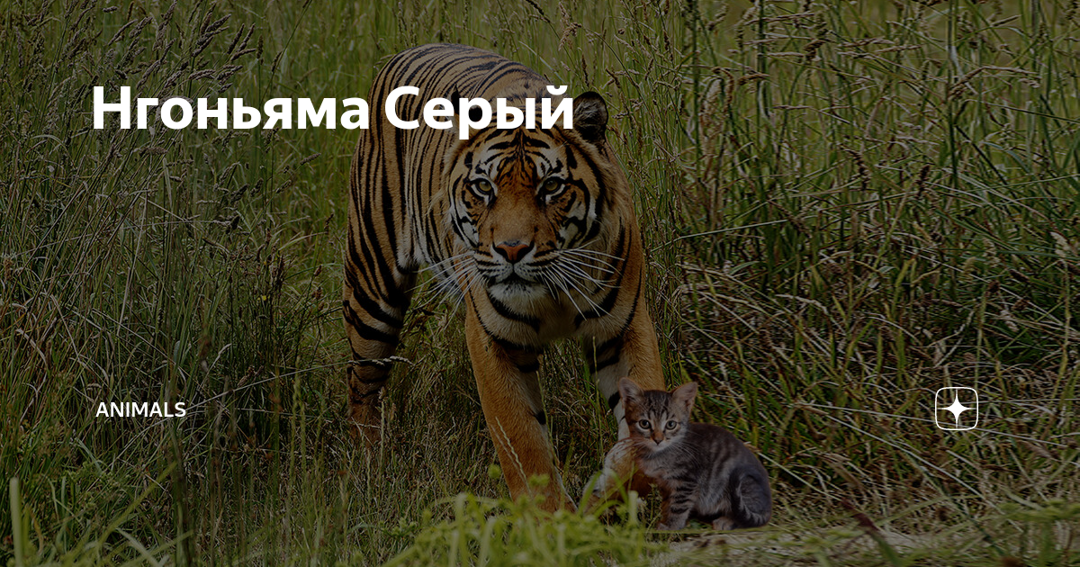 Нгоньяма Серый | Animals | Дзен