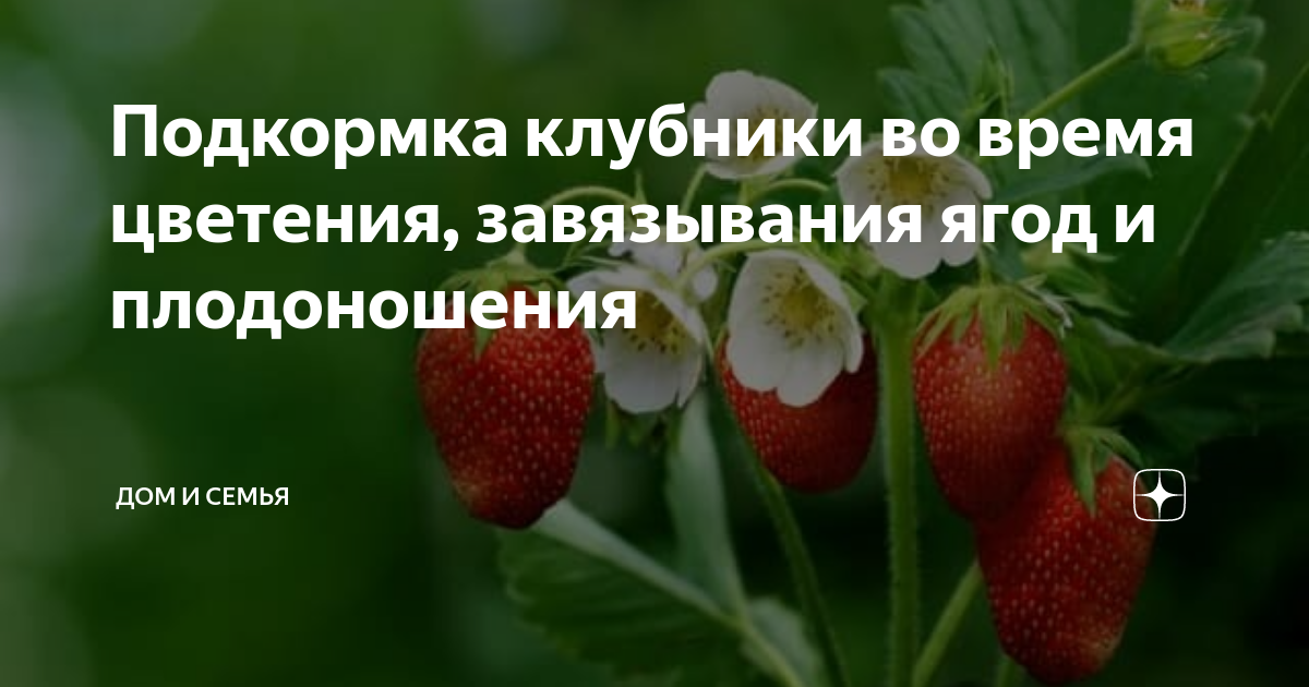 Подкормка клубники в мае до цветения. Подкормка клубники. подкормка клубники во время цветения и плодоношения. подкормка клубники во время завязывания ягод. клубника во время цветения и плодоношения.