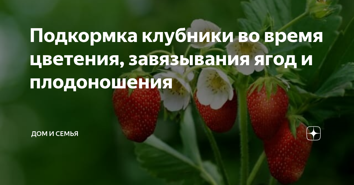 Подкормка клубники. Подкормка клубники во время цветения и плодоношения. Подкормка клубники во время завязывания ягод. Клубника во время цветения и плодоношения.