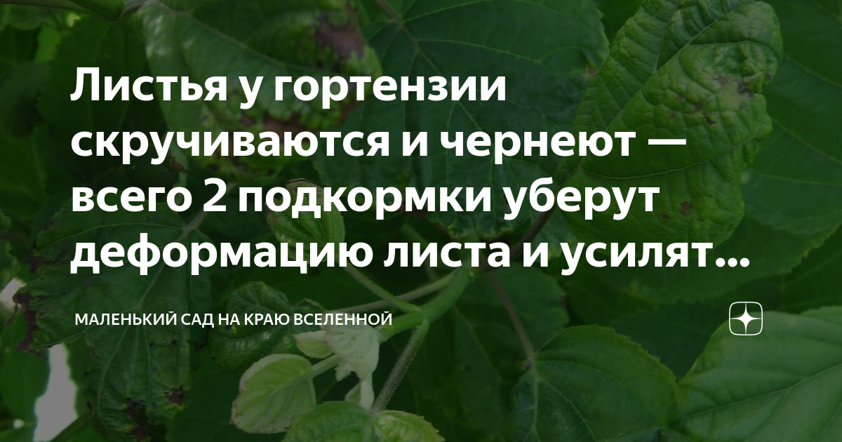 Почему у гортензии чернеют и сохнут листья. Листья гортензии скручиваются. Скручиваются листья у гортензии древовидной. Скручивание листьев у гортензии древовидной.