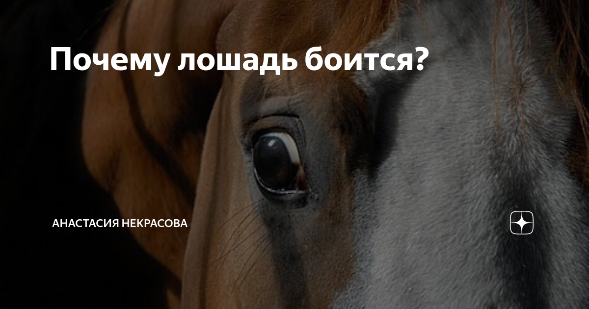 как видит лошадь. эмоции лошади. что чувствует лошадь. что чувствует лошадь. вредная лошадь.