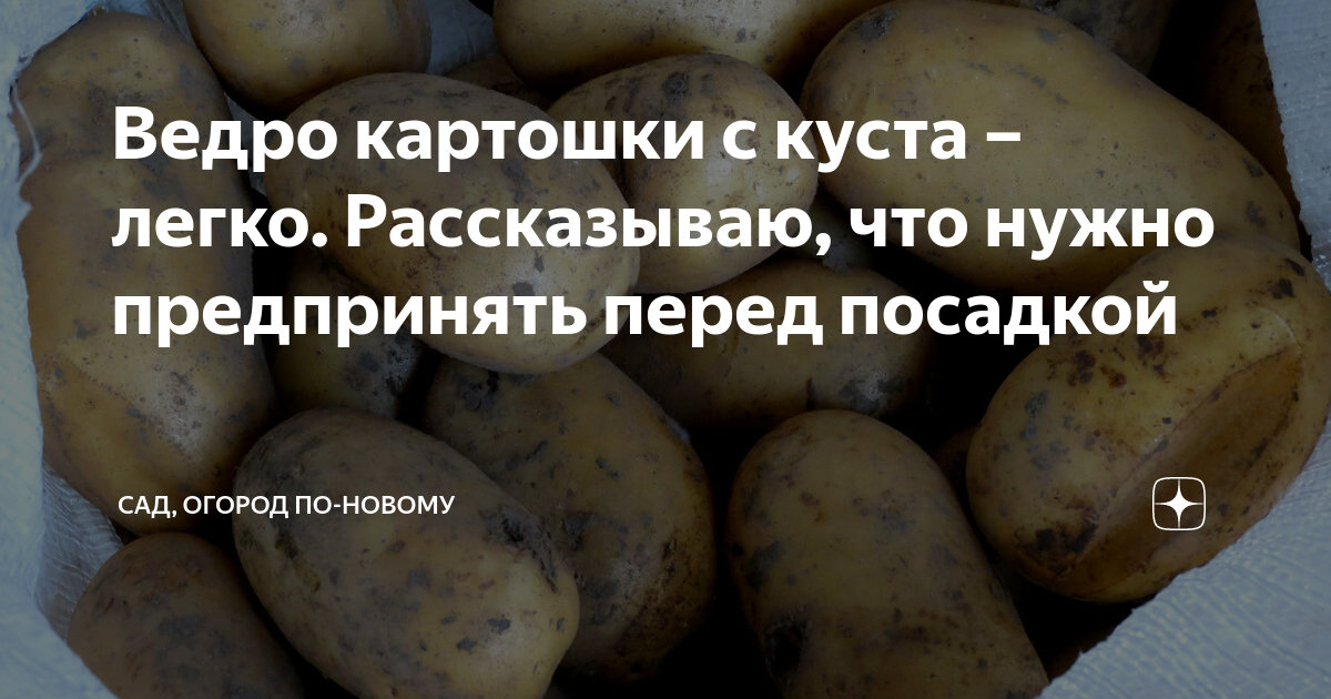 Сколько весит ведро картошки. Стадии гниения картошки. Листья цветы комнаты внутри картошка как позоже. Ому для картофеля что внутри?. Пустая картошка внутри почему.