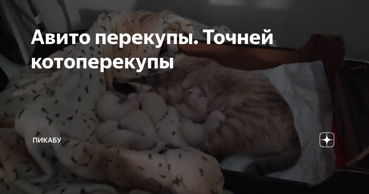 Авито перекупы. Точней котоперекупы | Пикабу | Дзен