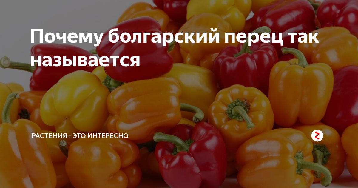 Почему перец называют болгарским