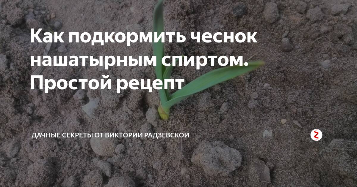 Как подкормить чеснок нашатырным спиртом. Простой рецепт | Виктория ...