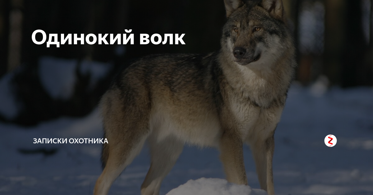 Одинокий мем. Волк одиночка прикол. Волк одиночка Мем. Одиночество волк Мем. Одинокий волк Мем.