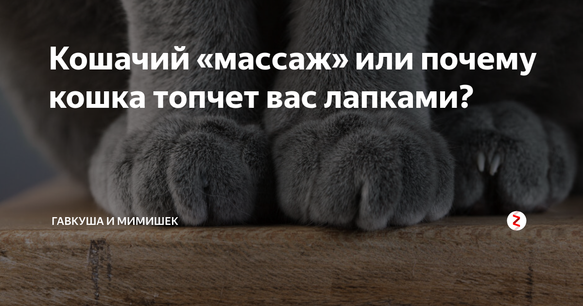 Кошачий «массаж». Почему коты любят топтать лапками? | Животные | shashlichniydvorik-troitsk.ru