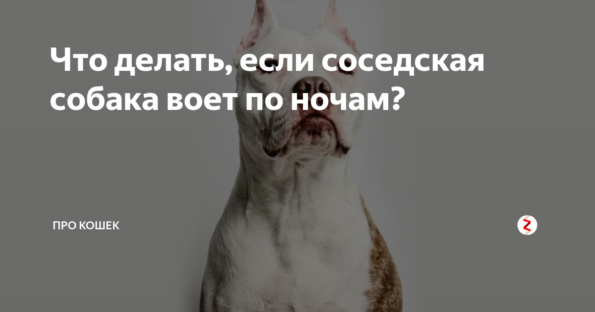 Собака не воет. Пес воет. У соседей воет собака. Собака соседа. Что делать если собака воет по ночам.