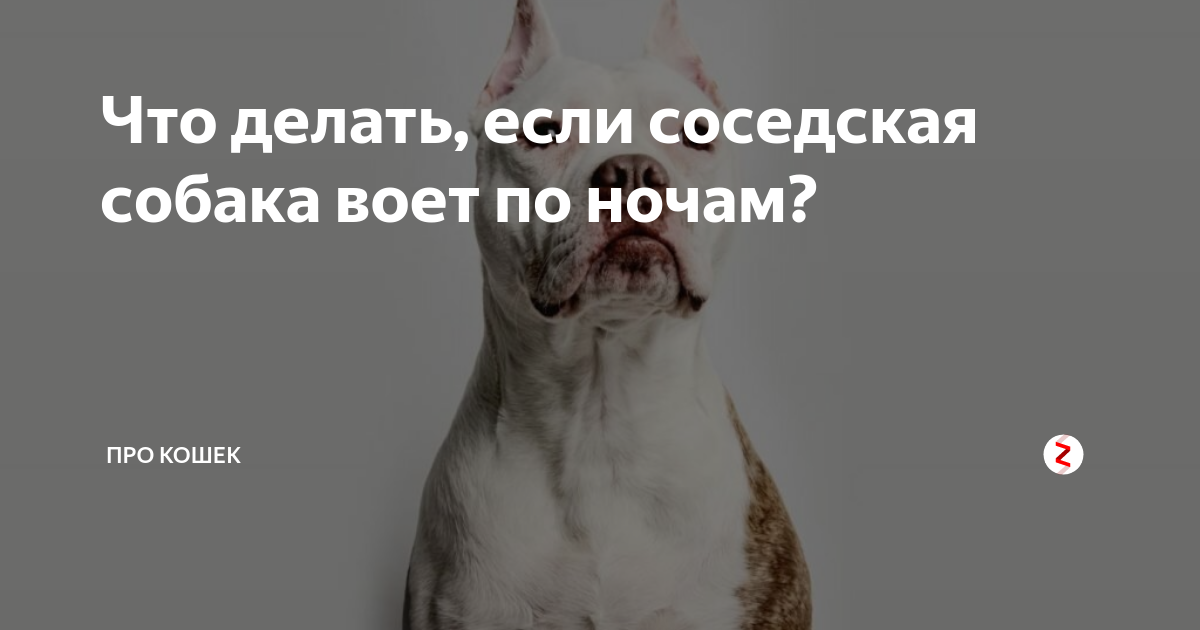 Почему ночью собаки воют причины