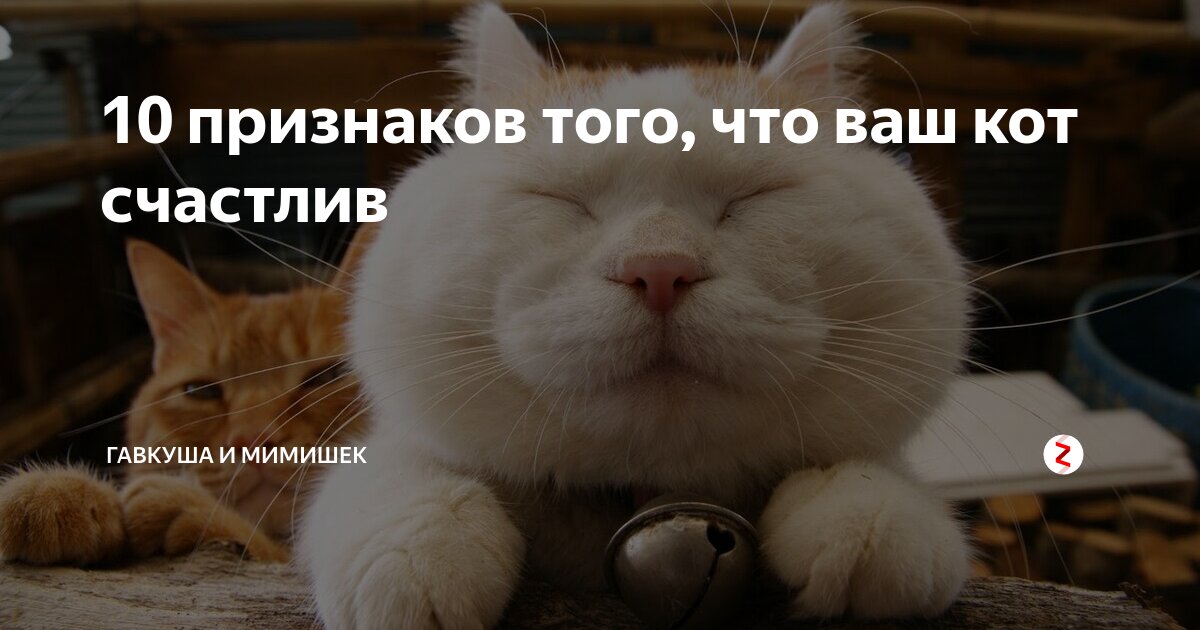 Если ты счастливый котик