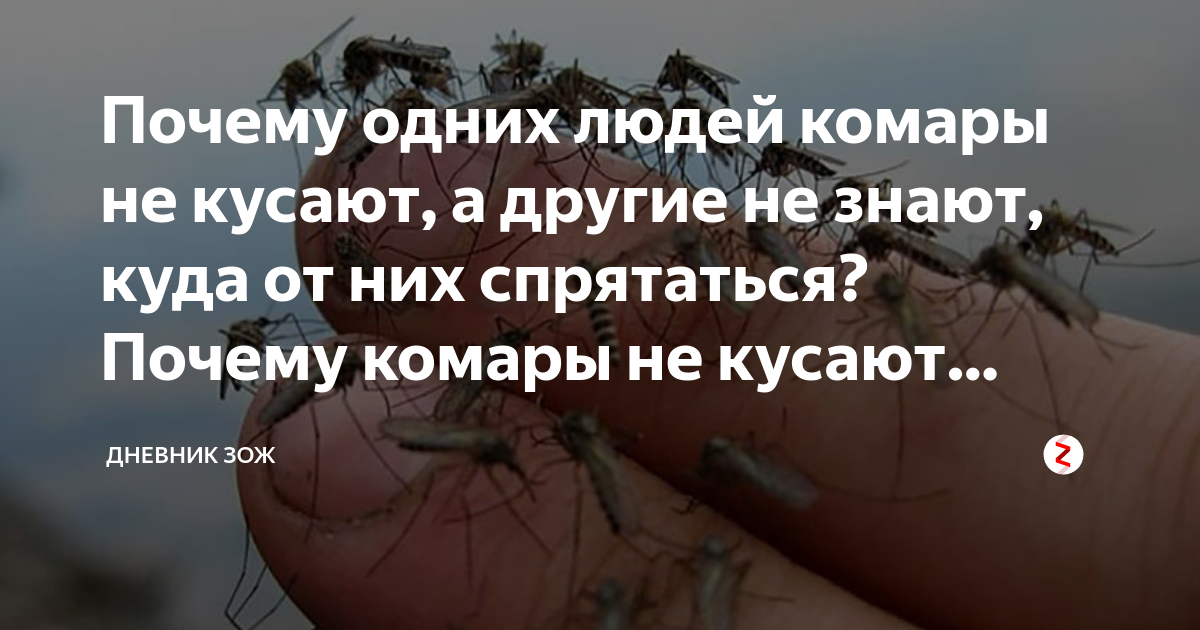 Проект почему кусают комары