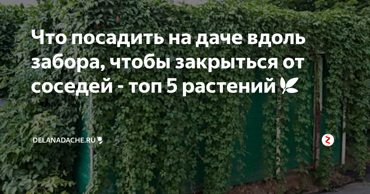 что посадить вдоль забора от соседей
