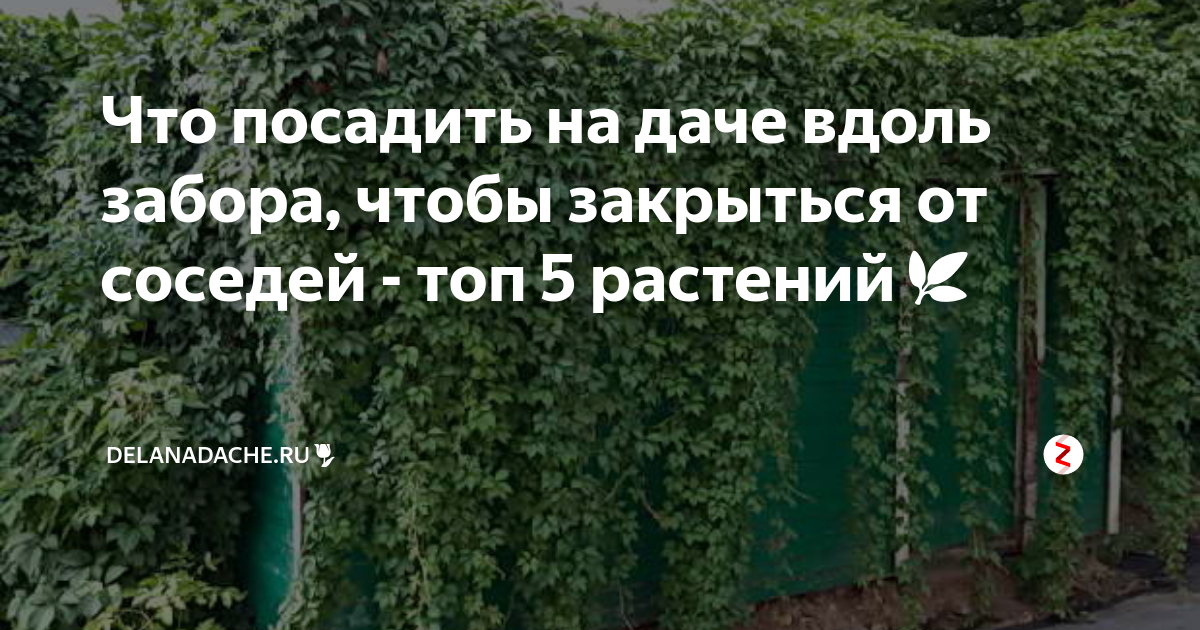 Чтоб не посадили. Что посадить возле забора чтобы спрятаться от соседей. Что можно сажать у забора соседа. Живая изгородь от соседей расстояние от забора. Что можно посадить возле забора на даче чтобы не видеть соседей.