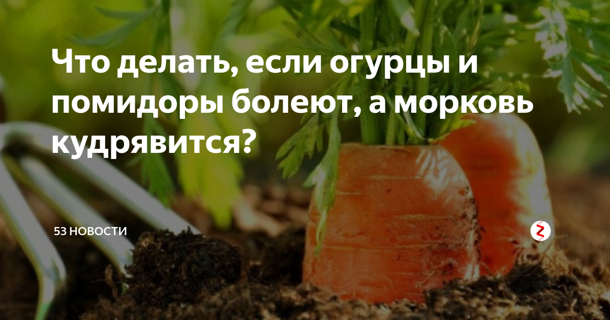 Удачные хитрости володи. Морковь кудрявится. Почему у моркови кучерявится ботва