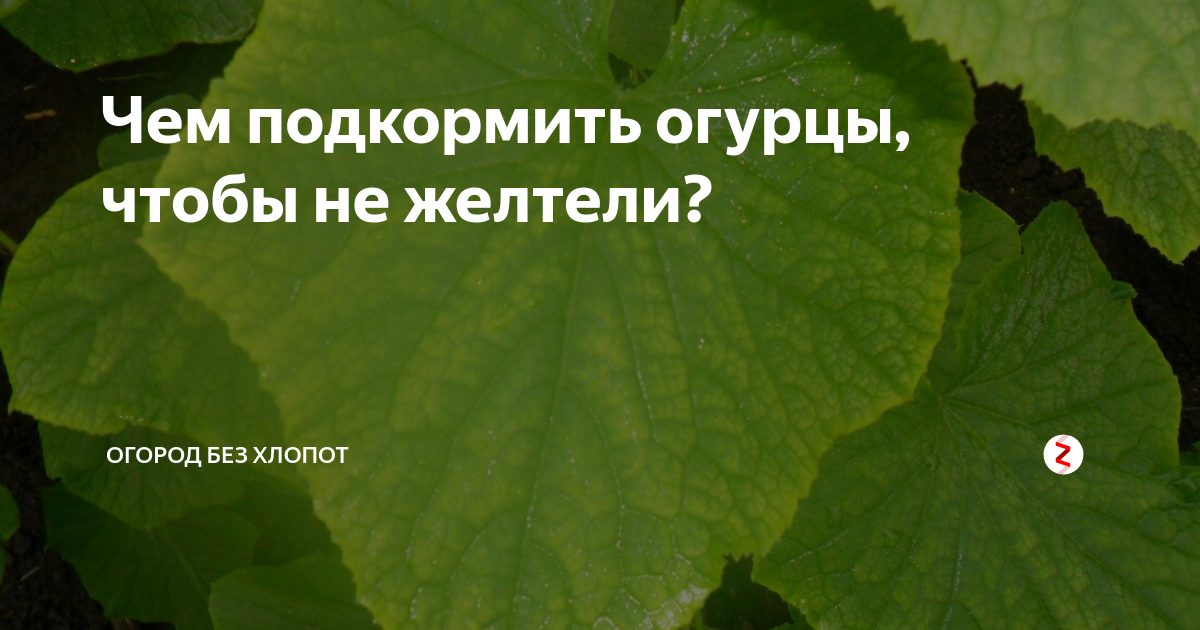 Чем подкормить огурцы, чтобы не желтели?. Чтобы листья огурцов не желтели. Огурцы чтобы не желтели листья. Чем подкормить огурцы если желтеют листья.