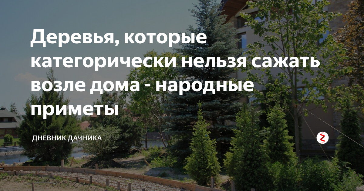 Приметы деревьев у дома. Какие деревья нельзя садить возле дома. Приметы деревья на участке. Деревья которые нельзя сажать во дворе. Какие деревья посадить на участке приметы