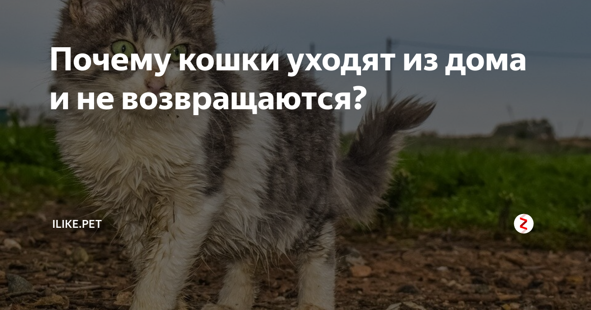 Почему кошки уходят из дома. Почему коты уходят. Почему коты уходят и не возвращаются. Почему животные уходят из дома. На сколько кошки уходят из дома