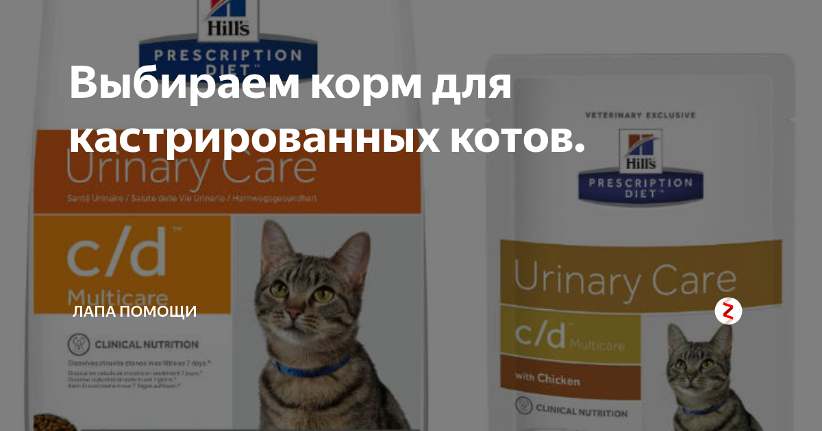 Сколько раз в день кормить кастрированного кота. Чем кормить британца кота в домашних условиях кастрированного кота. чем кормить кастрированного шотландского кота в домашних условиях. чем кормить кастрированного кота британца в домашних условиях. чем кормить шотландского кота после кастрации.