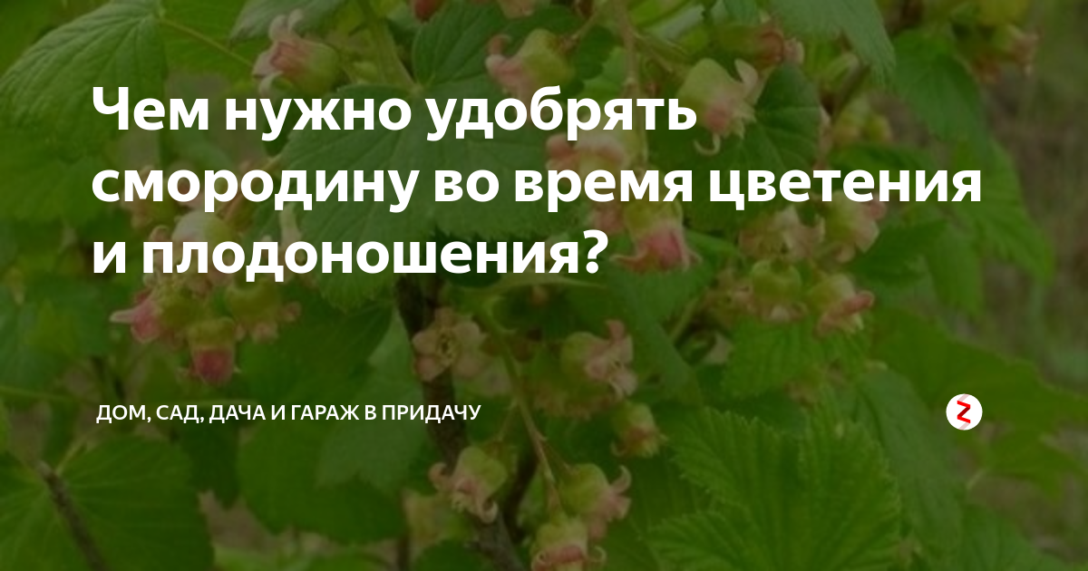 Чем подкормить смородину. Чем обработать черную смородину во время цветения весной.