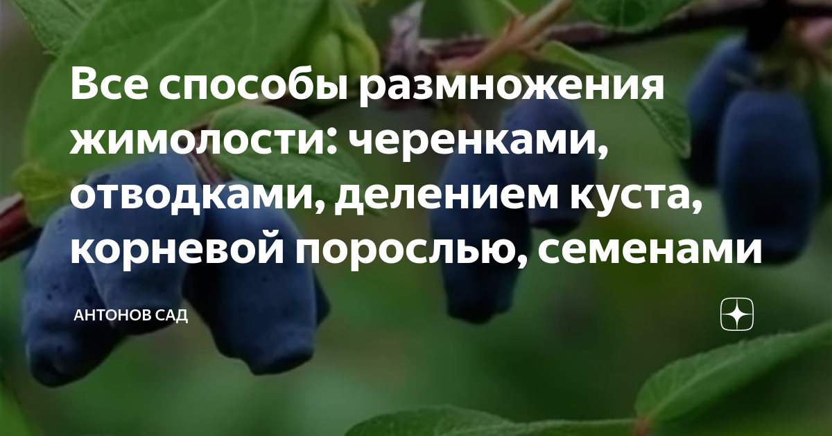 Как развести жимолость от куста. Способы размножения жимолости съедобной. Черенки жимолости. Размножение жимолости. Размножение жимолости черенками весной.