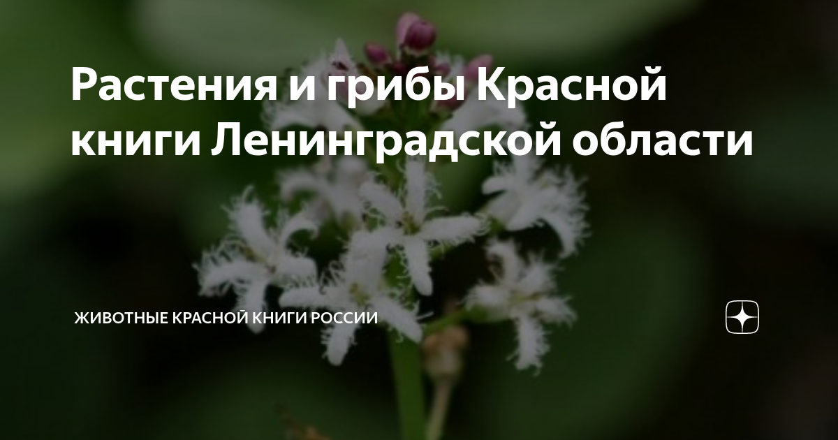 Красная книга ленинградской области растения с картинками