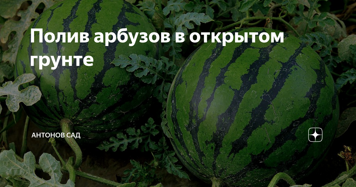 Как часто надо поливать арбузы и дыни. Полив арбуза в открытом грунте. Как поливать арбузы в открытом грунте. Как часто поливать арбузы. Арбуз полив в теплице.