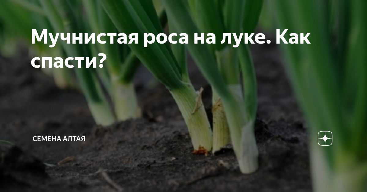 Мучнистая роса на луке. Как спасти? | Семена Алтая. Дачные советы от ...