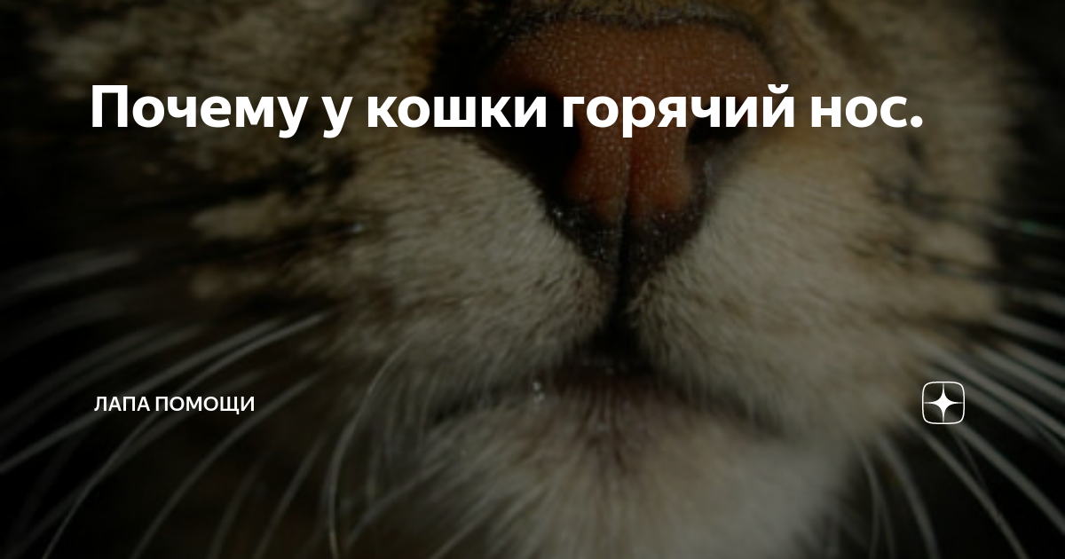 Горячий нос. У кота мокрый и холодный нос. Почему у кошек мокрый нос. Почему у кота горячий нос.