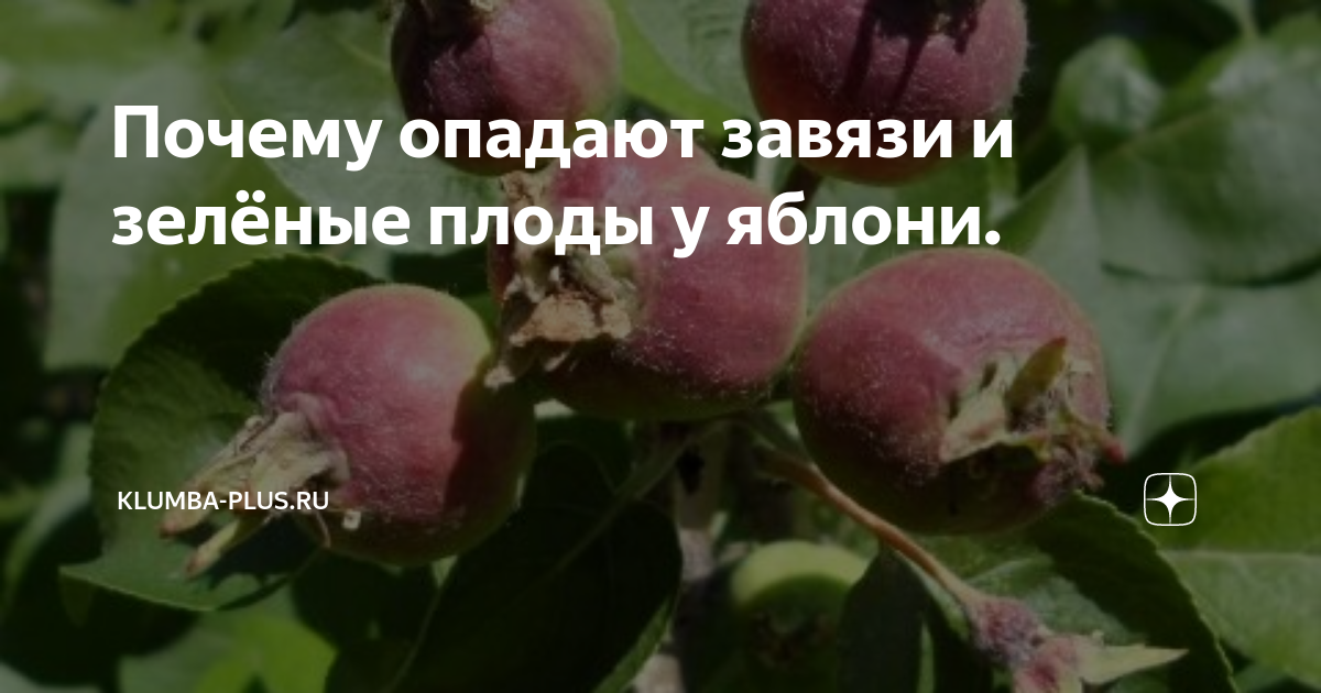 Почему яблоня сбрасывает. Яблоня почему опадают плоды причины. почему яблоня сбрасывает завязи. яблоки как цветут и созревают фото. почему опадают яблоки с яблони раньше поспевания.