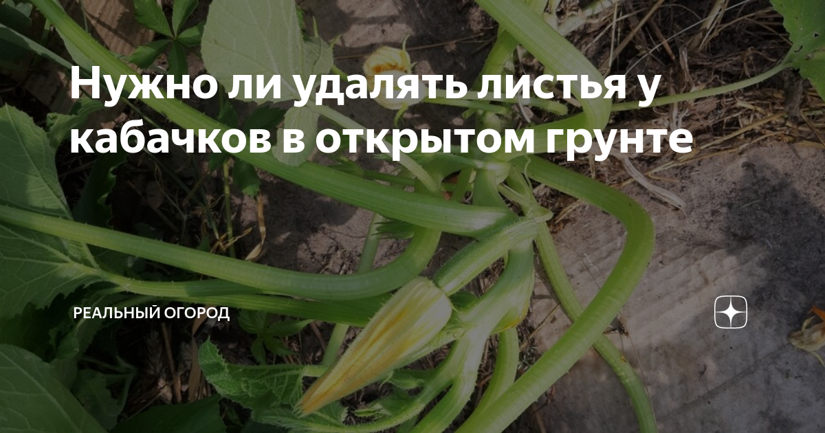 Надо ли обрывать листья у кабачков. Обрезать листья у кабачков. Обрезка листьев у кабачков. Кабачки надо обрезать листья. Нужно ли обрезать листья у кабачков.