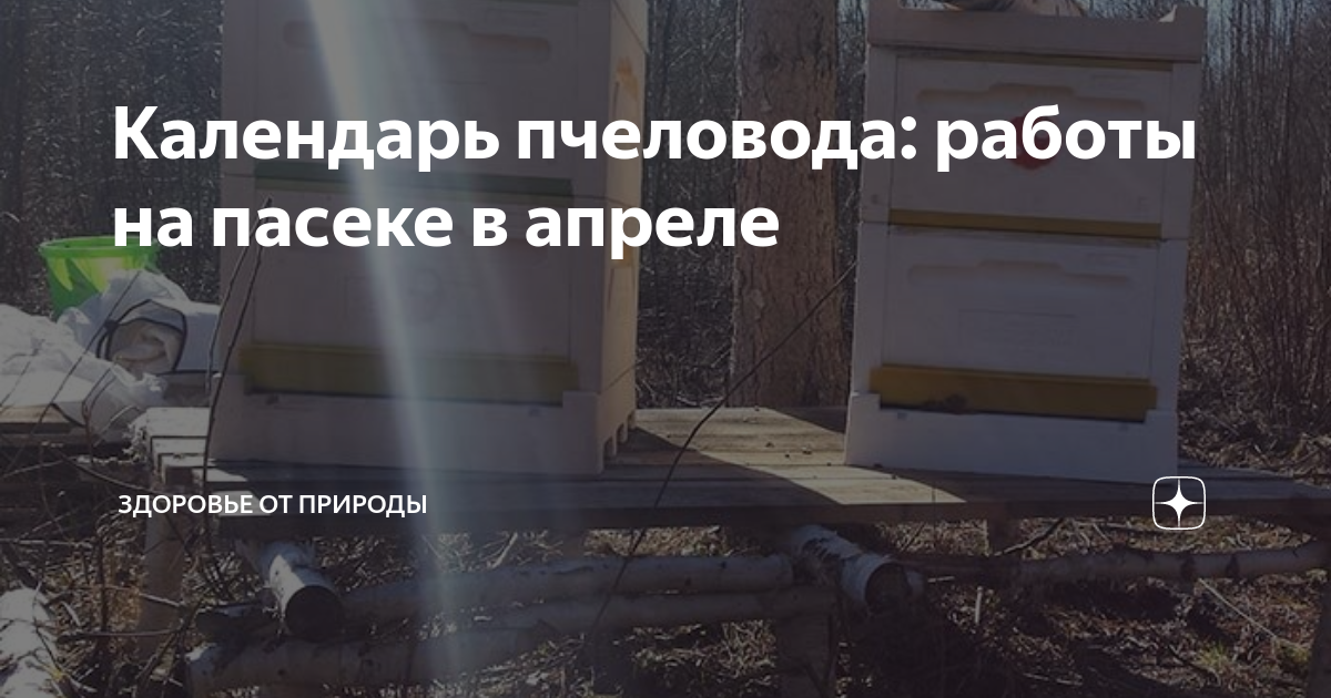 Календарь пчеловода: работы на пасеке в апреле | Здоровье от природы | Дзен