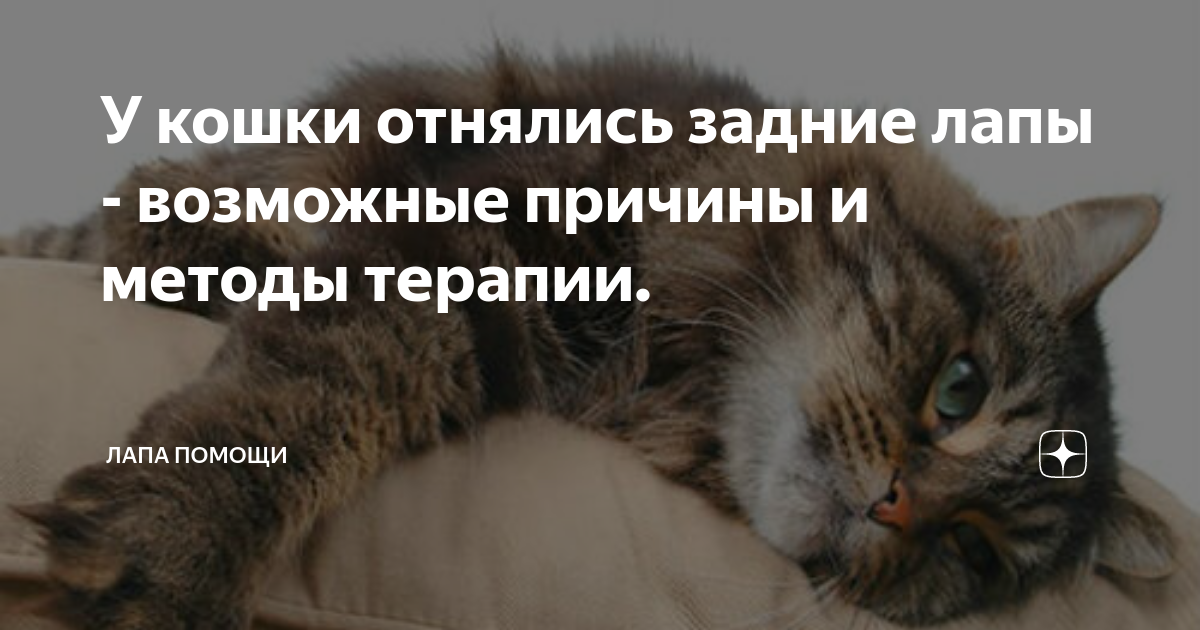 Если у кошки отказывают задние лапы, обратитесь в ВЕТОСТРОВ
