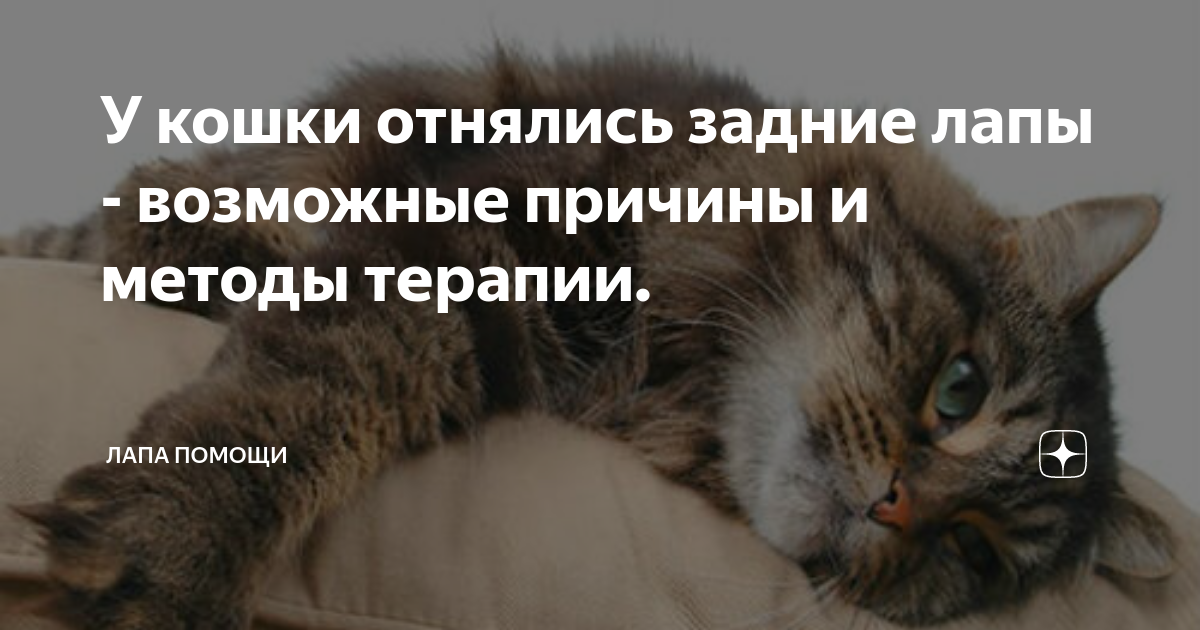 У кота отнялись задние