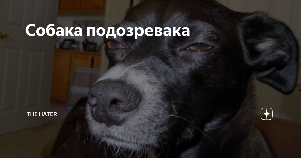 Собака подозревака картинка