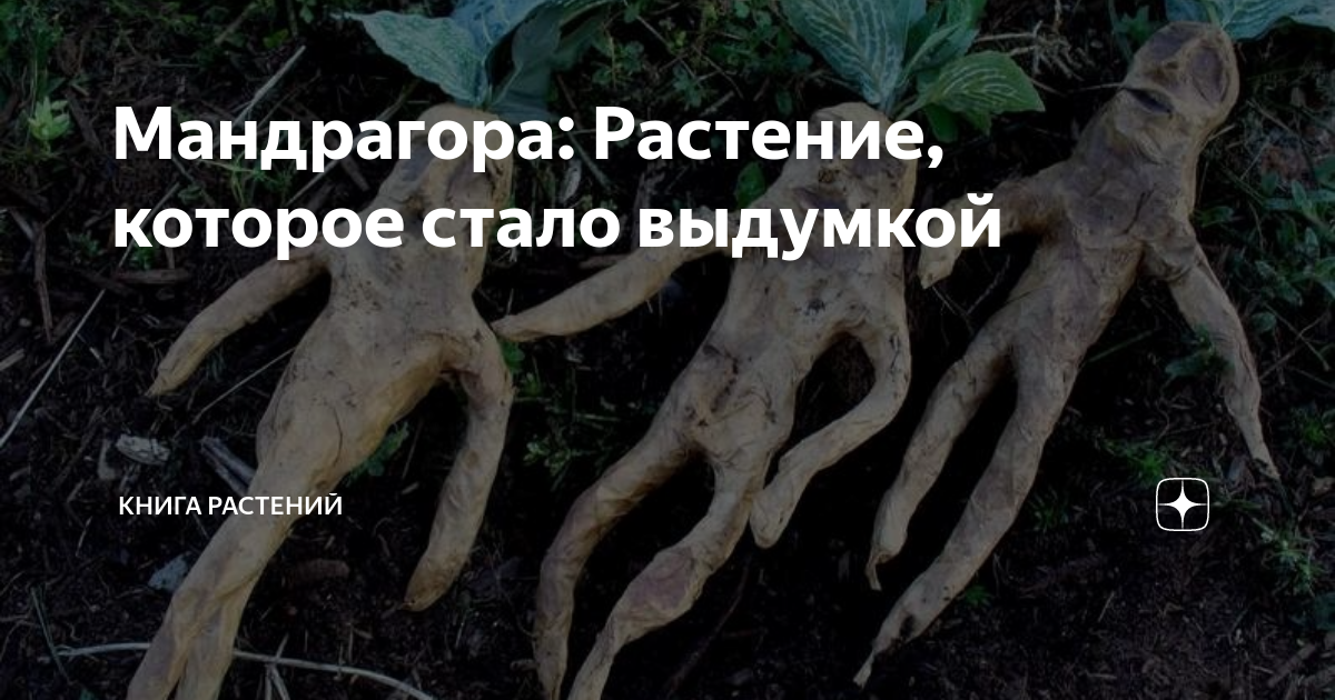 Мандрагора: Растение, которое стало выдумкой | Книга растений | Дзен