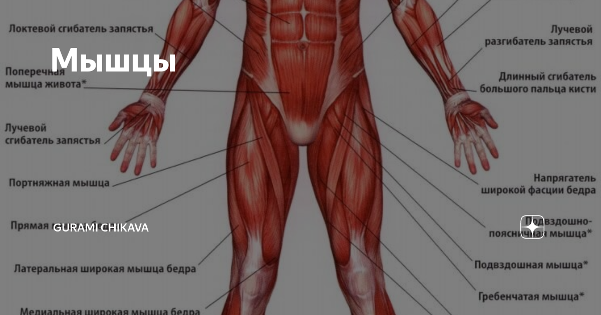 Мышцы 9 класс. Анатомия человека мышцы антагонисты. Мышцы антагонисты сгибатели разгибатели. Мышцами антагонистами называются мышцы. Мышцы сгибатели туловища.