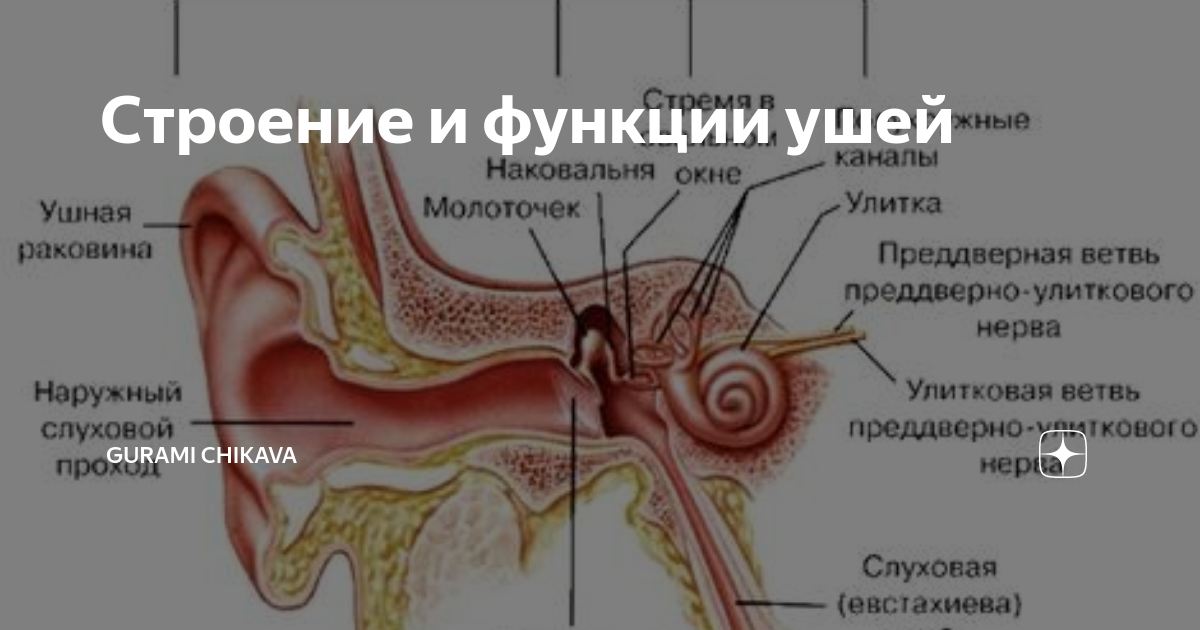 Состав наружного уха. Ухо строение наружного. Строение и функции наружного уха. Строение наружного уха человека. Строение уха и функции.