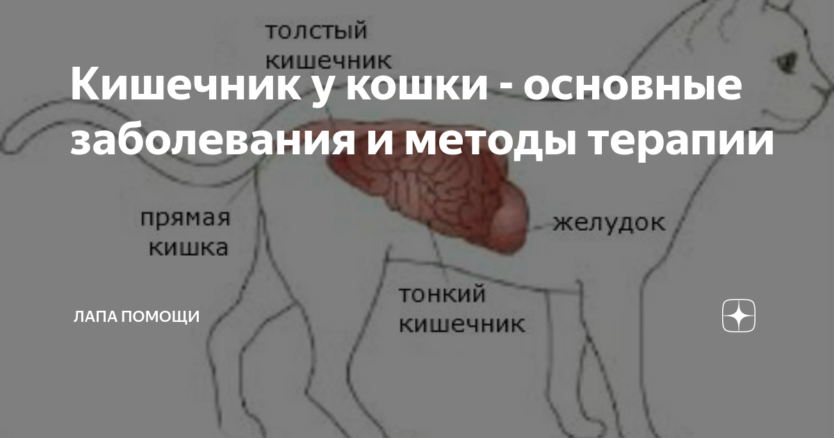 Схема жкт кошки