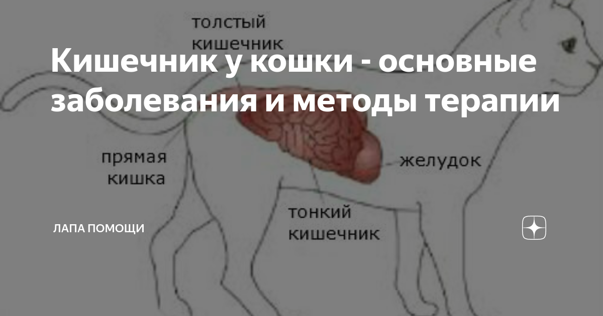 Выпадение кишечника у кота. Выпадение прямой кишки у кошки. Почему выпадает кишка