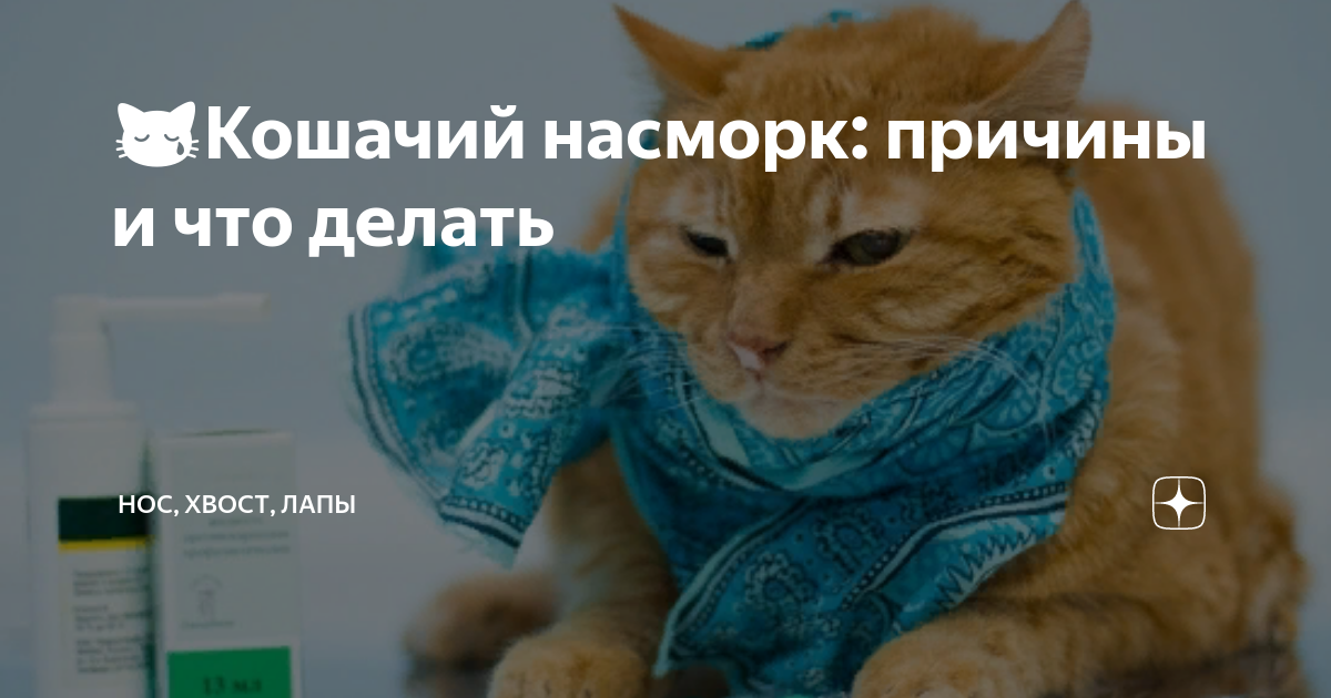 Лечение насморка у кота схема