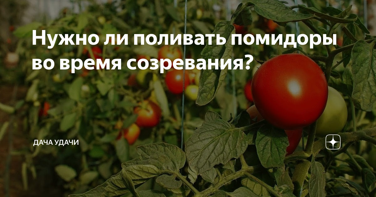 Нужно ли поливать помидоры во время созревания?