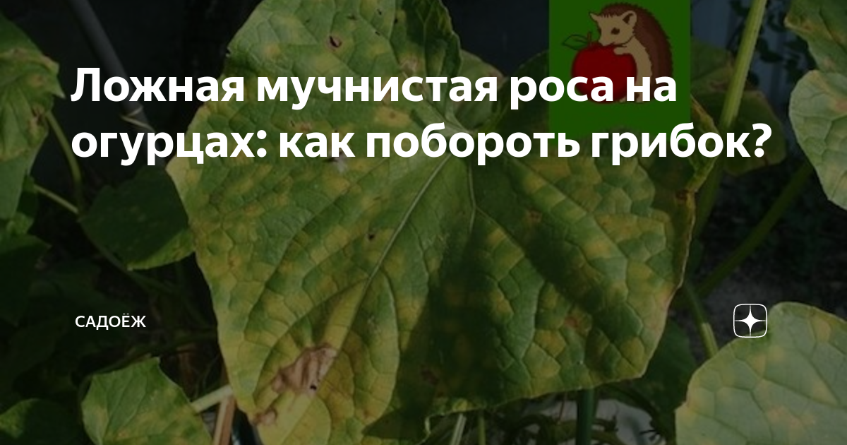 Сода от мучнистой росы на огурцах. Чем обработать огурцы от стресса. От мучнистой росы на огурцах препараты. Удобрение из соды для огурцов и помидоров. Пищевая сода для огурцов.