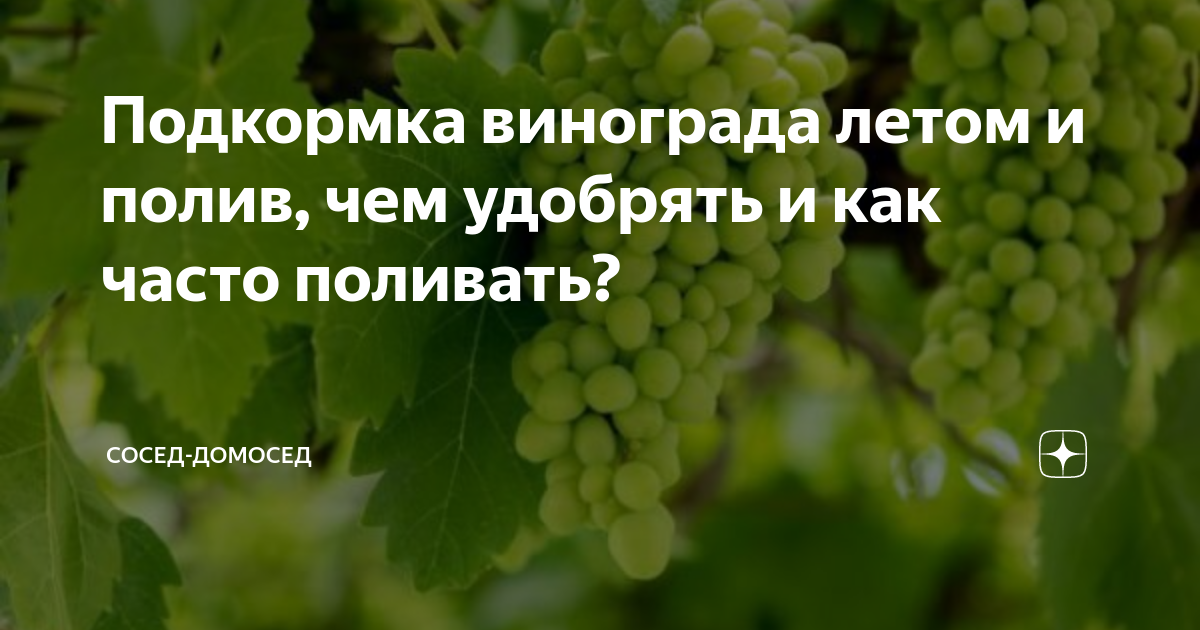 Как часто поливать виноград в жару. Подкормка винограда. Полив винограда. Полив винограда весной и летом. Виноград подкормка весной и летом.