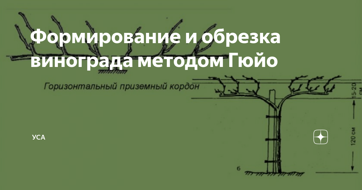 Обрезка винограда по Гюйо. Гюйо формировка винограда. Обрезка винограда по Гюйо схема. Выращивание винограда по методу Гюйо.