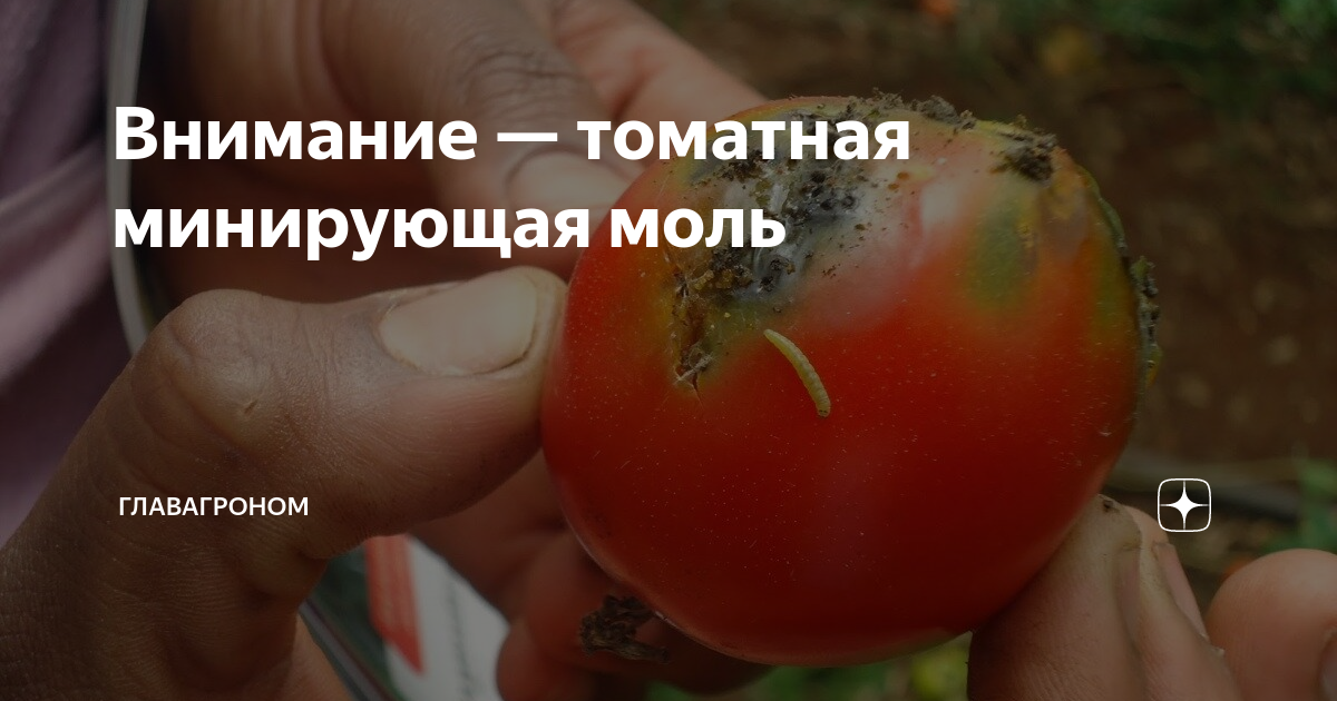 Внимание — томатная минирующая моль | ГлавАгроном | Дзен