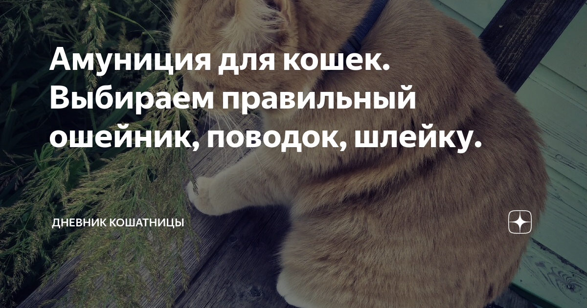 Шлейка для кошек: поводки, как выбрать, одеть и приучить | народные-окна42.рф