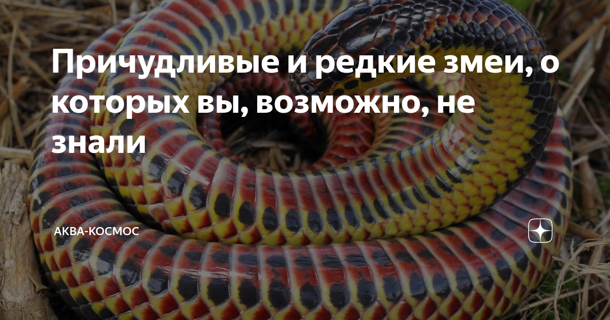 самые необычные змеи